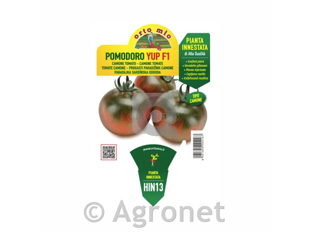 Paradižnik okrogli progasti Yup F1
