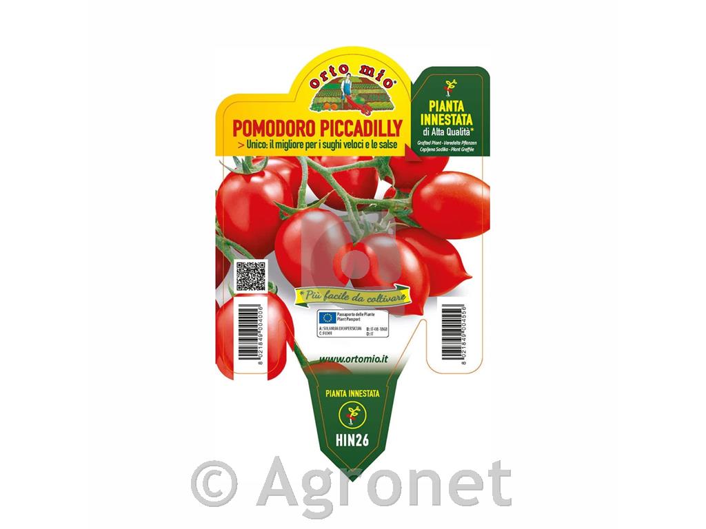 Paradižnik cepljen češnjev Dominus F1