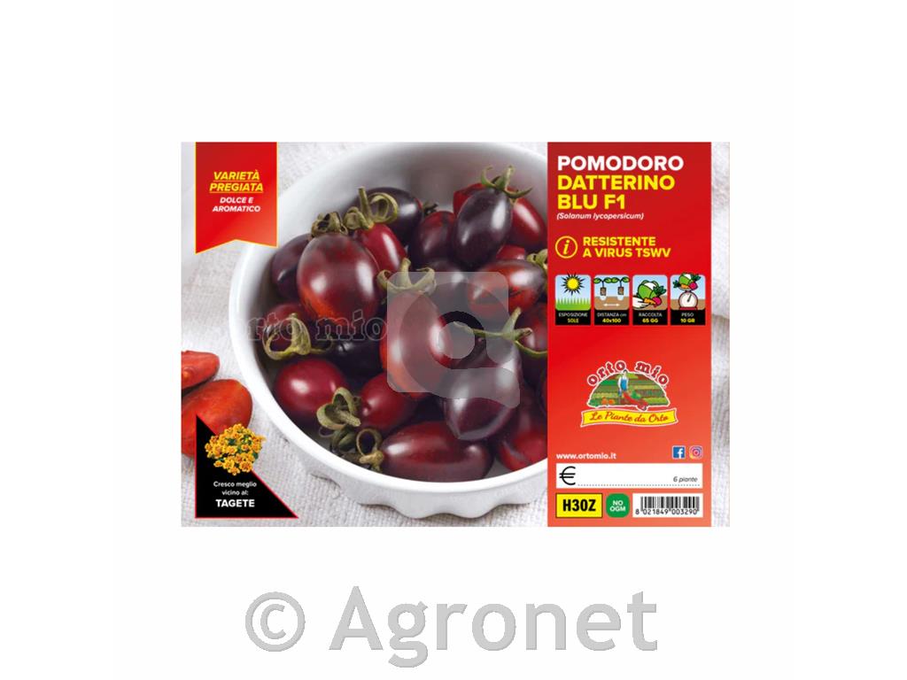 Paradižnik modri Candy F1