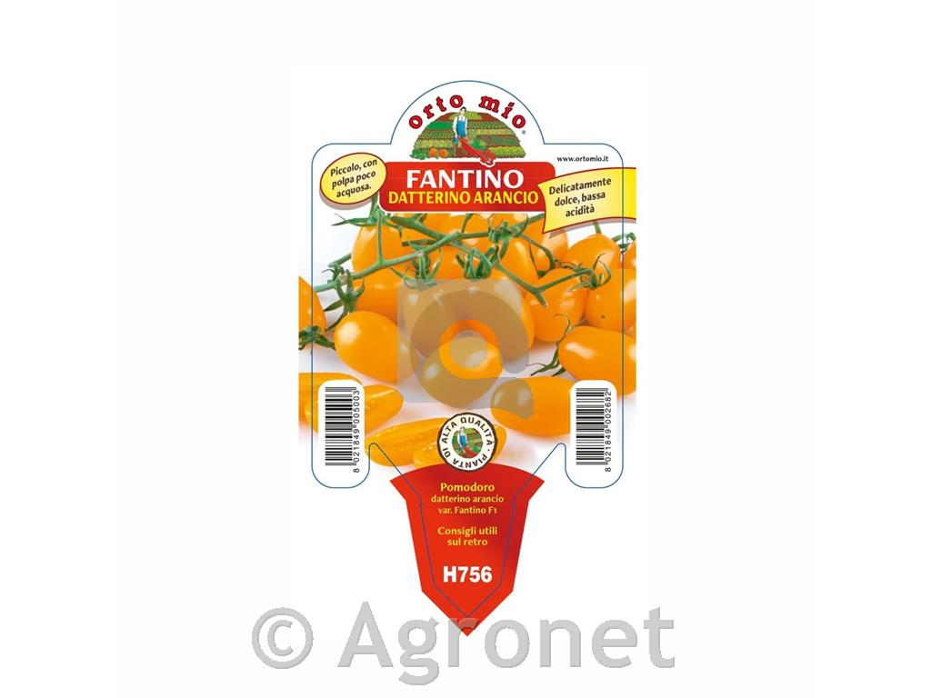 Paradižnik cepljen oranžni Sunset F1