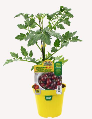 Paradižnik modri Candy F1, 1kos