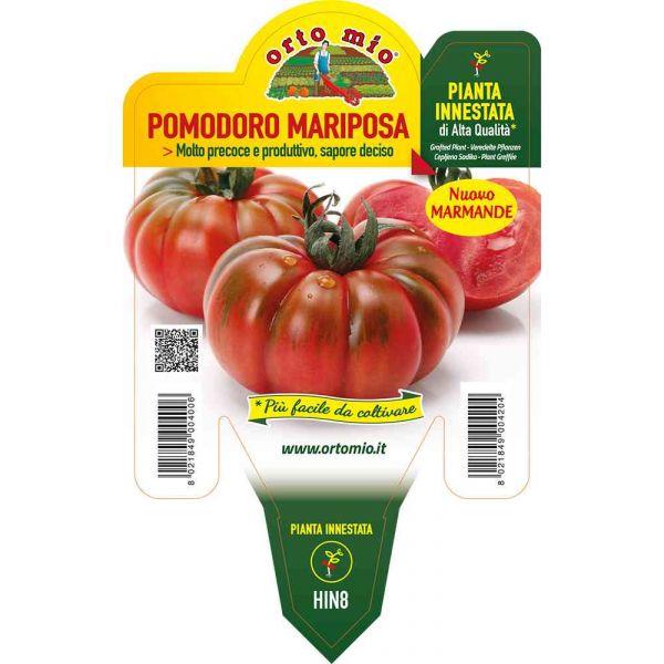 Paradižnik cepljen marmande Maryposa F1, 1 kos