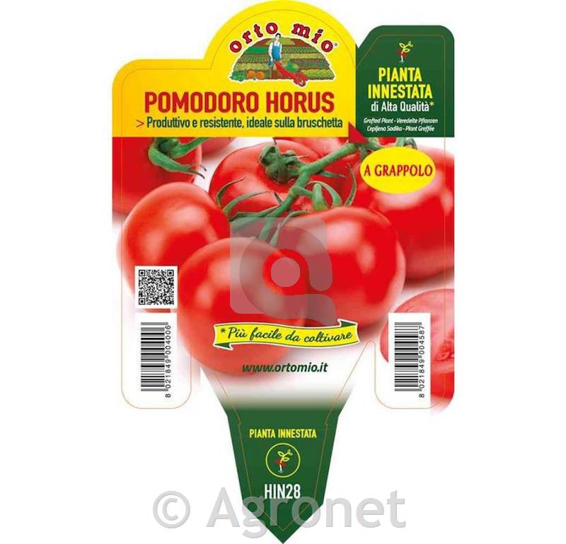 Paradižnik cepljen okrogli grapolo Horus F1, 1 kos