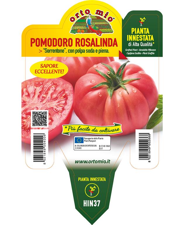 Paradižnik cepljen orjaški roza Rosalinda F1, 1 kos
