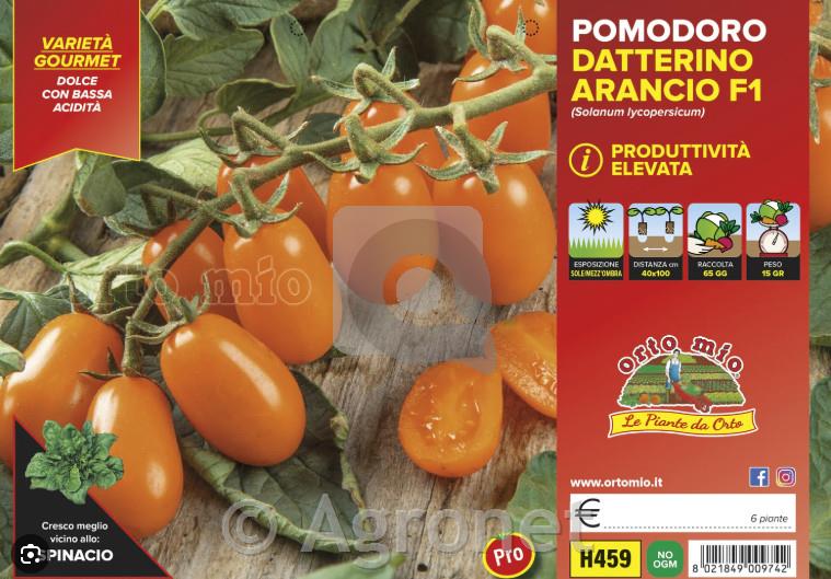 Paradižnik Orange Fantino F1, 1kos