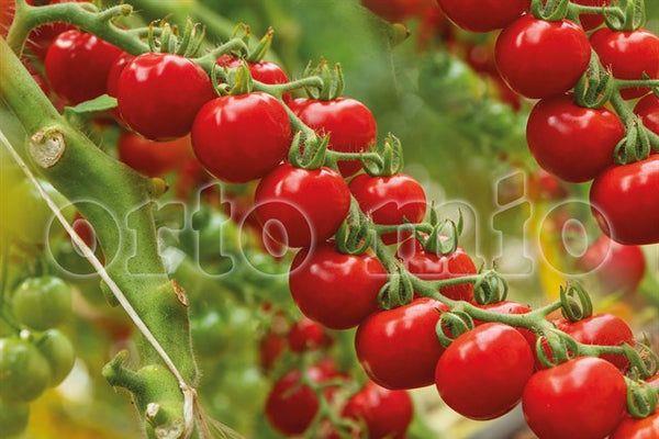 Paradižnik Cherry Bon Bon F1, 1 kos