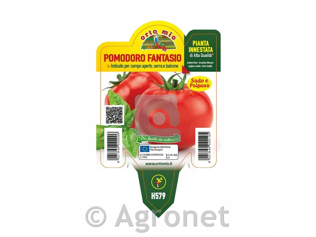 Paradižnik cepljeni solatni Fantasio F1