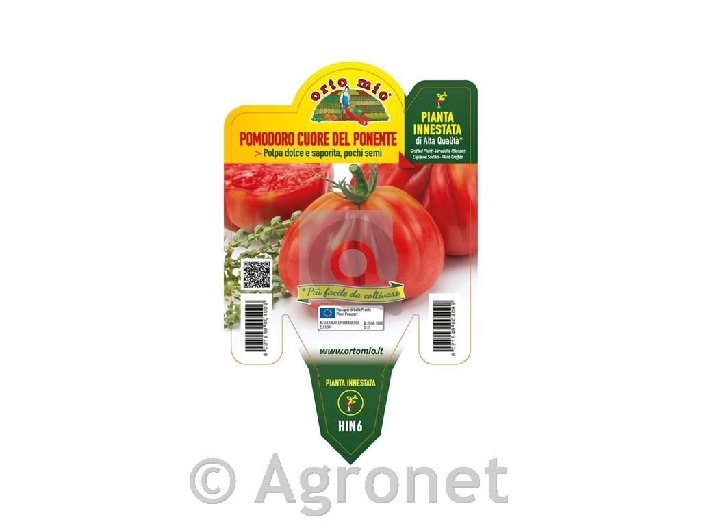 Paradižnik cepljeni Araldino F1