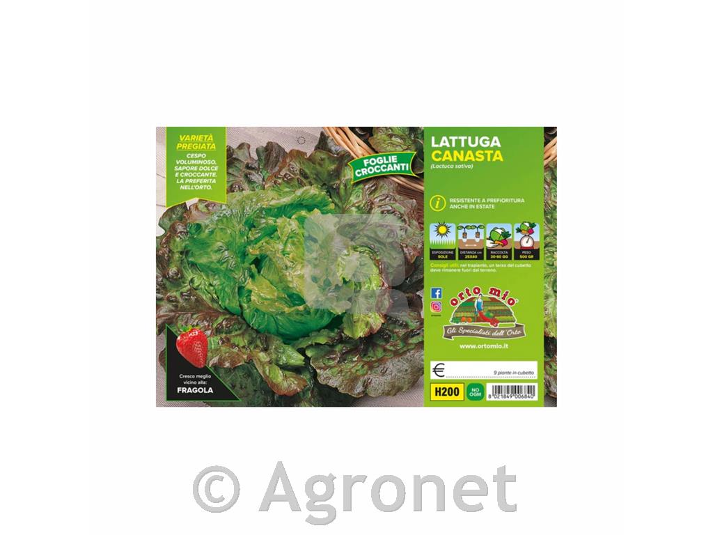 Solata rdeča Hussarde, 9 kos