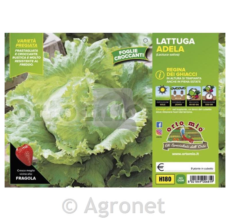Solata ledenka Adela, 9 kos