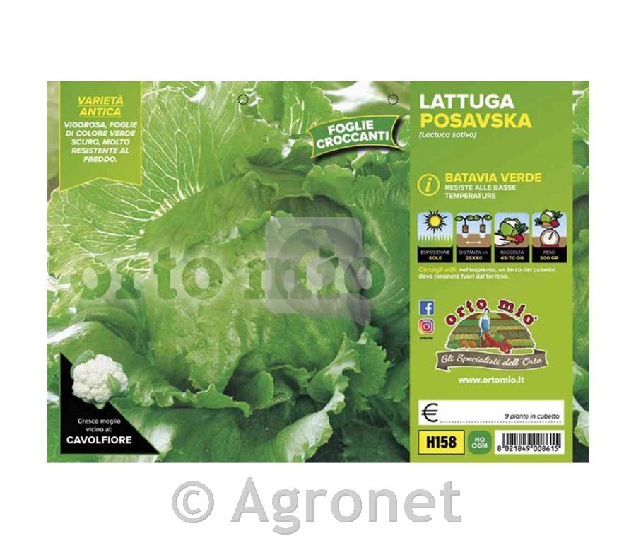 Solata glavnata Posavka, 9 kos