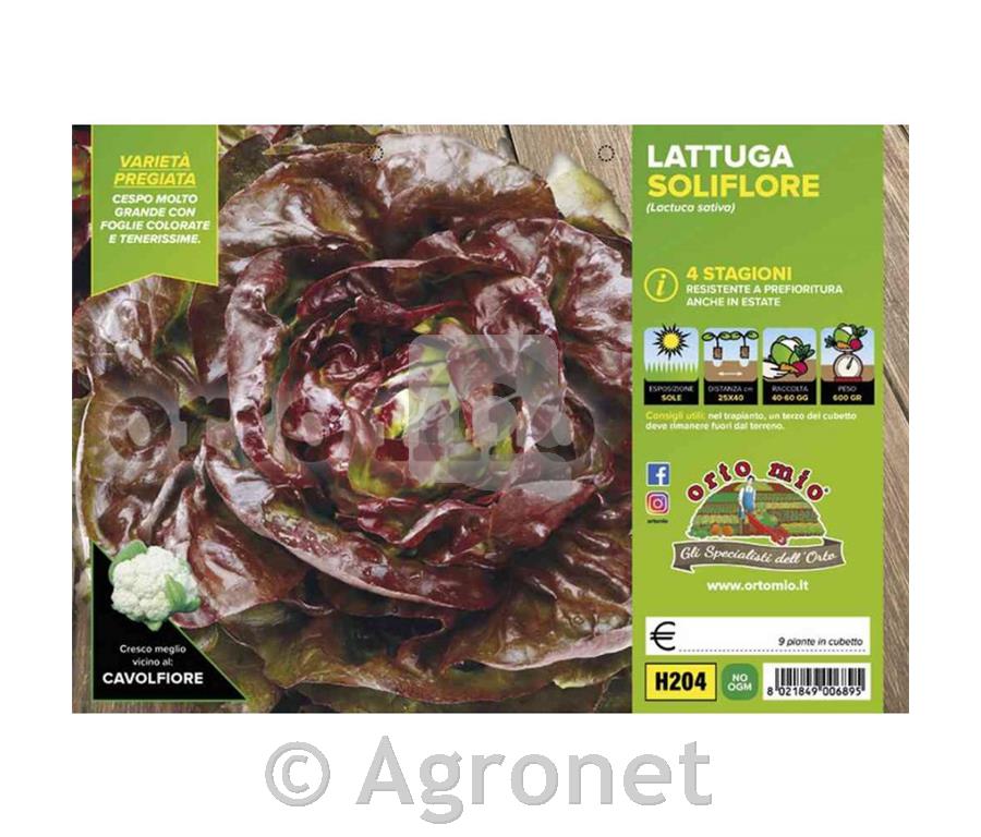 Solata Jerrican (Soliflore), 9 kos