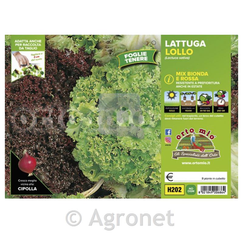 Solata Lollo mix, 9 kos