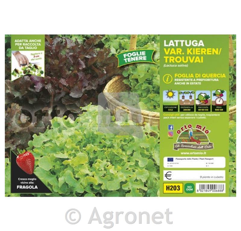 Solata Quercia mix, Trouvai, 9 kos