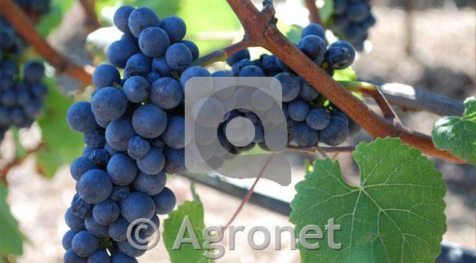 Gamay - barvarica