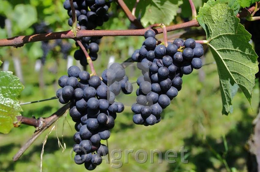 Modri pinot