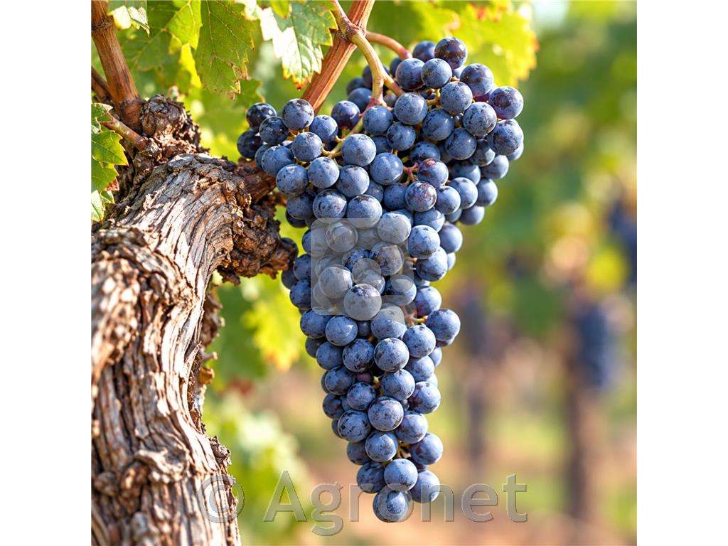 Merlot, priljubljena rdeča sorta