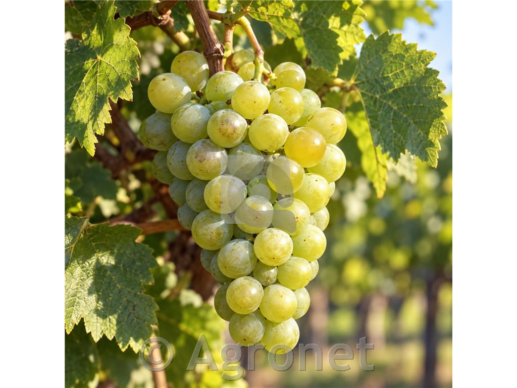 Rizvanec, aromatična bela sorta za sveža in elegantna vina
