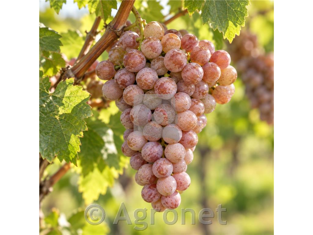 Traminec, plemenita bela sorta z izrazito aromatiko