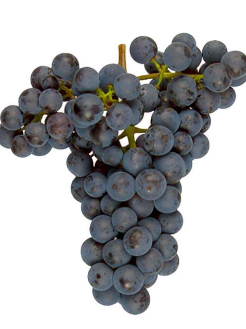 Pinot Nova