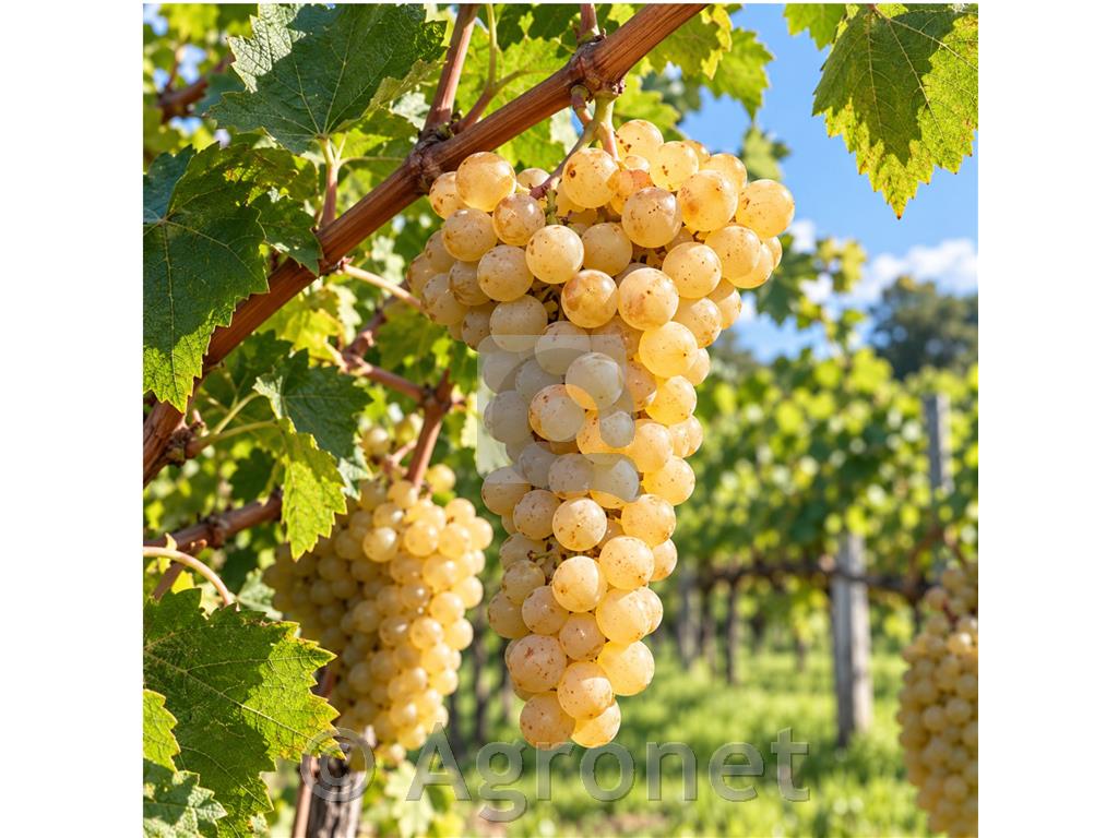 Bronner, odporna bela sorta za ekološko vinogradništvo