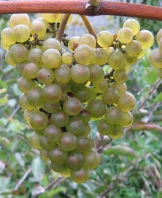 Hibernal, vrhunska bela sorta z izjemno odpornostjo