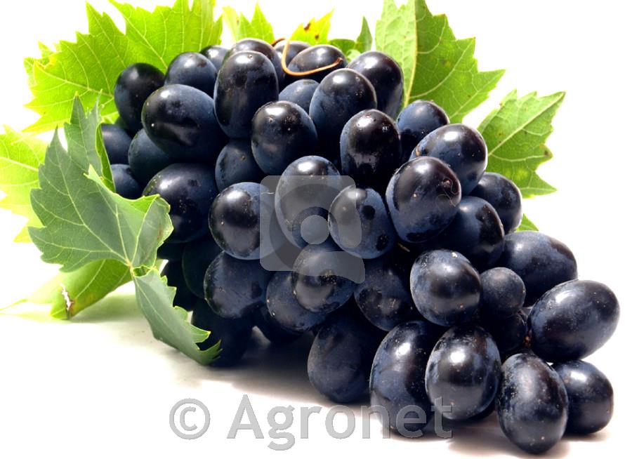 Lival, bela namizna sorta z velikimi sladkimi jagodami