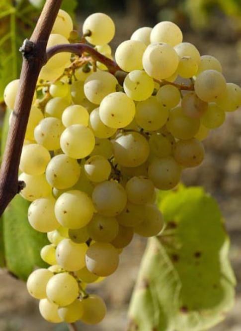 Phoenix odporna sorta