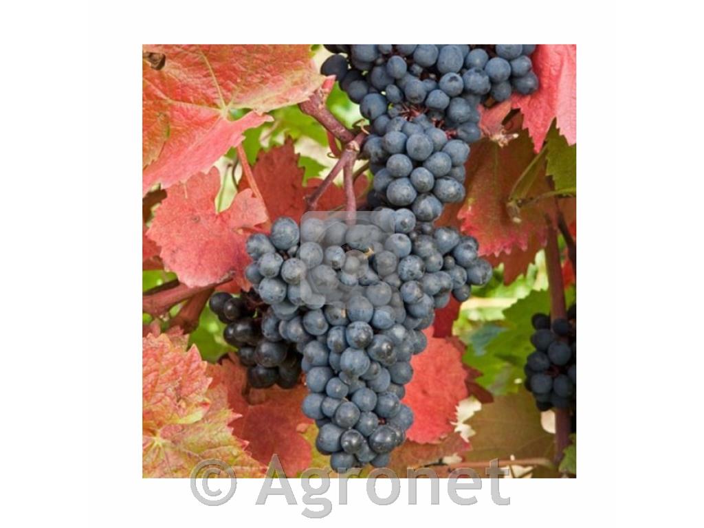 Regent, odporna rdeča vinska sorta