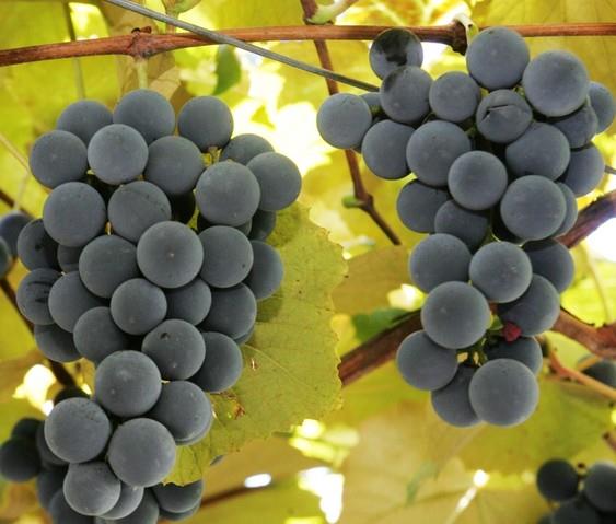 Plava izabela
