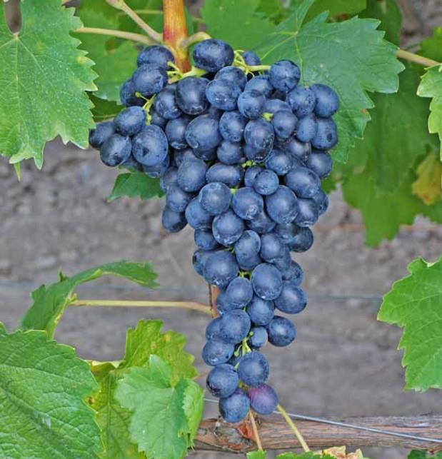 Attika rdeča odporna sorta