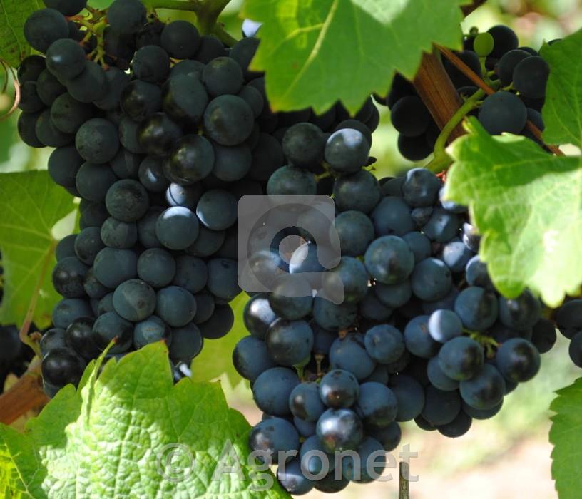 Cabernet Cortis
