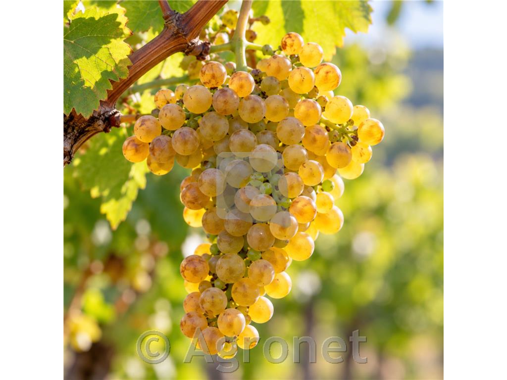 Donauriesling, odporna bela sorta z aromatiko rizlinga