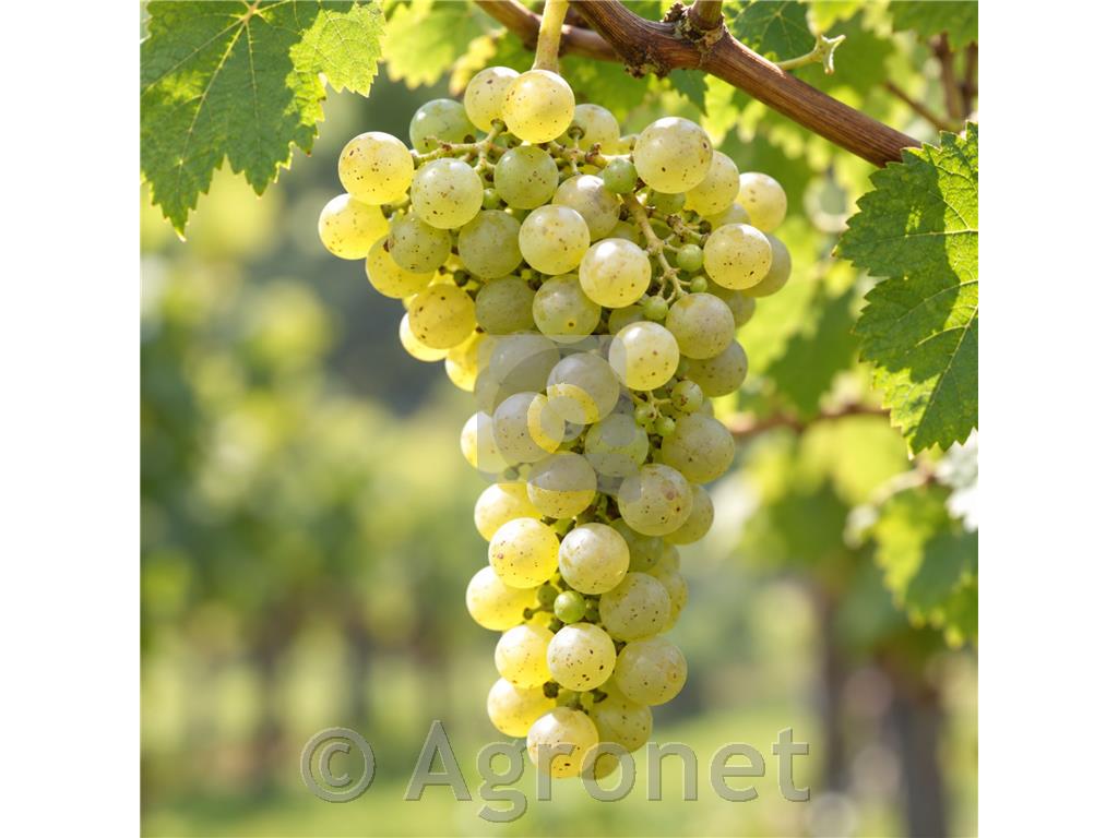 Donauveltliner, odporna bela sorta z značajem veltlinca