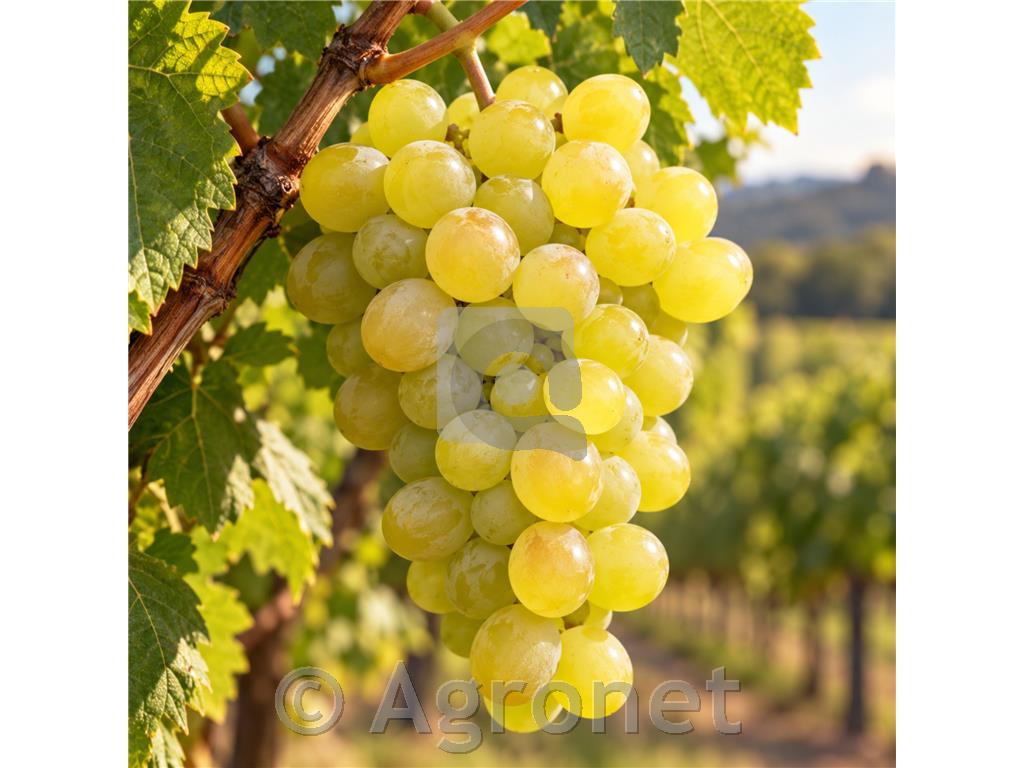 Pikurca, tradicionalna bela sorta za lahka in sveža vina