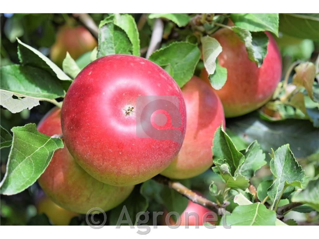 Jablana (Malus) Idared M7-novejša sorta jablane