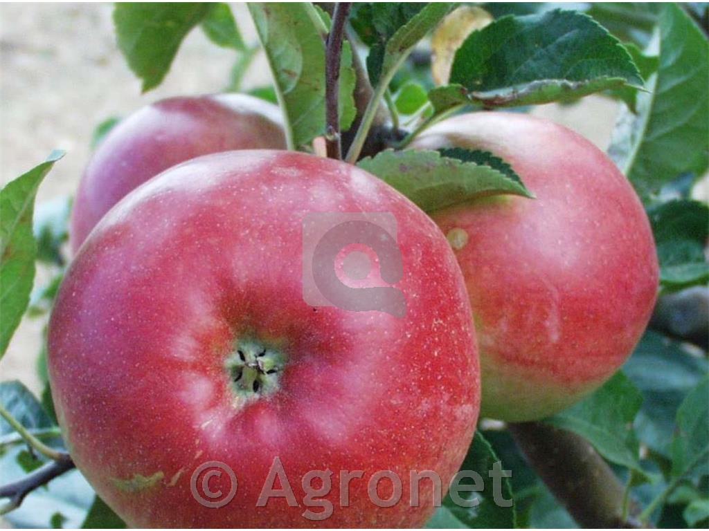 Jablana Red Topaz LONEC