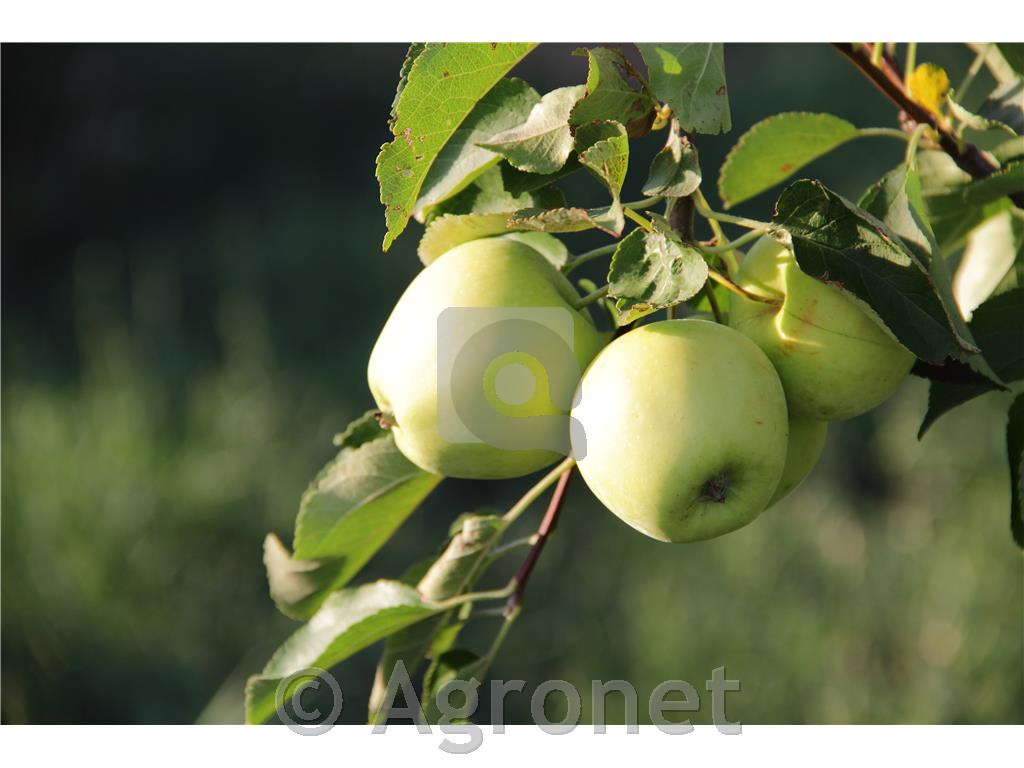 Jablana (Malus) Mutsu M9-novejša sorta jablane