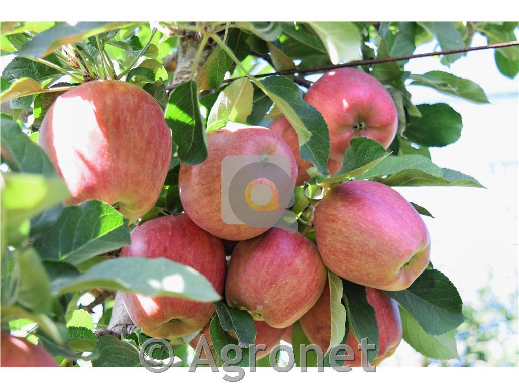 Jablana Braeburn M9