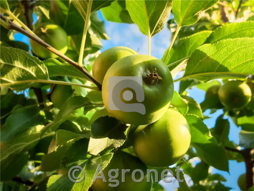Jablana Produkta M7 odporna sorta