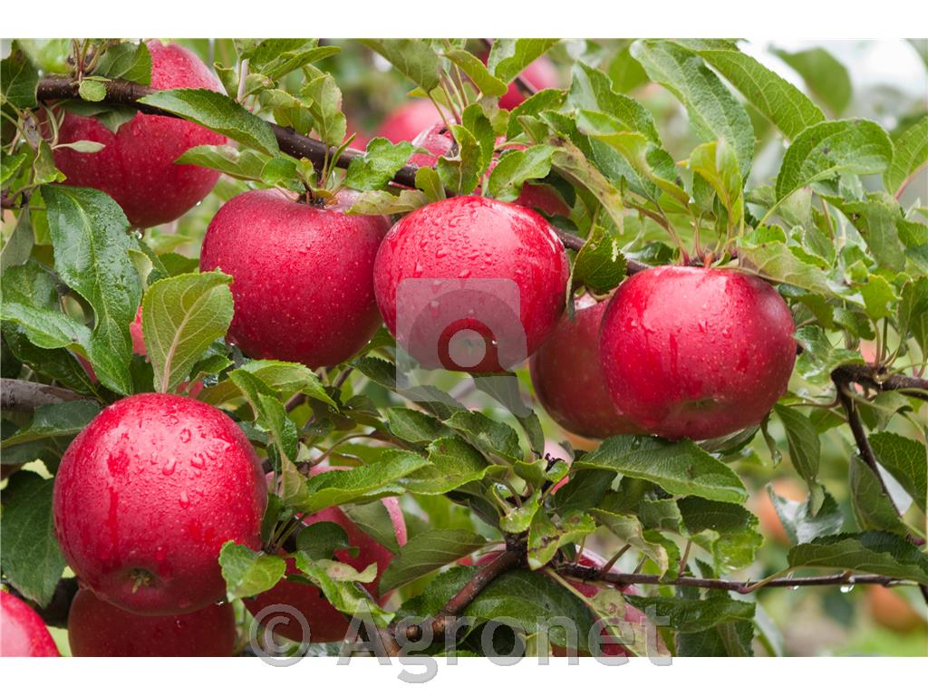 Jablana Summerred