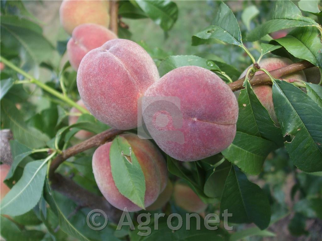 Breskev Fruteria