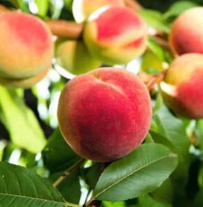 Breskev Suncrest cepljena na podlago GF 677