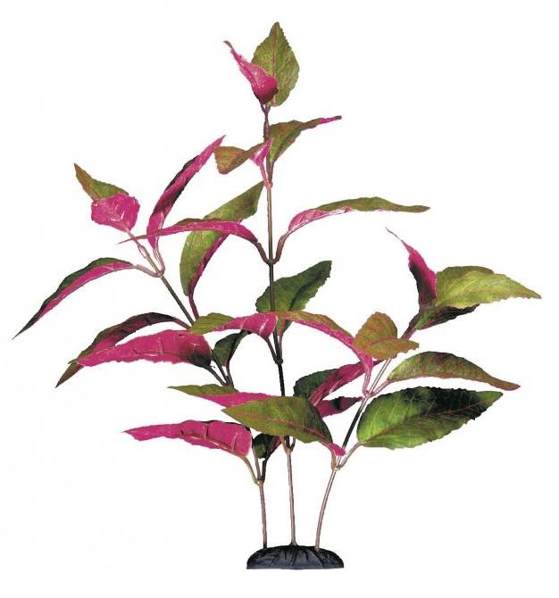 Dekoracijska rastlina Alternanthera