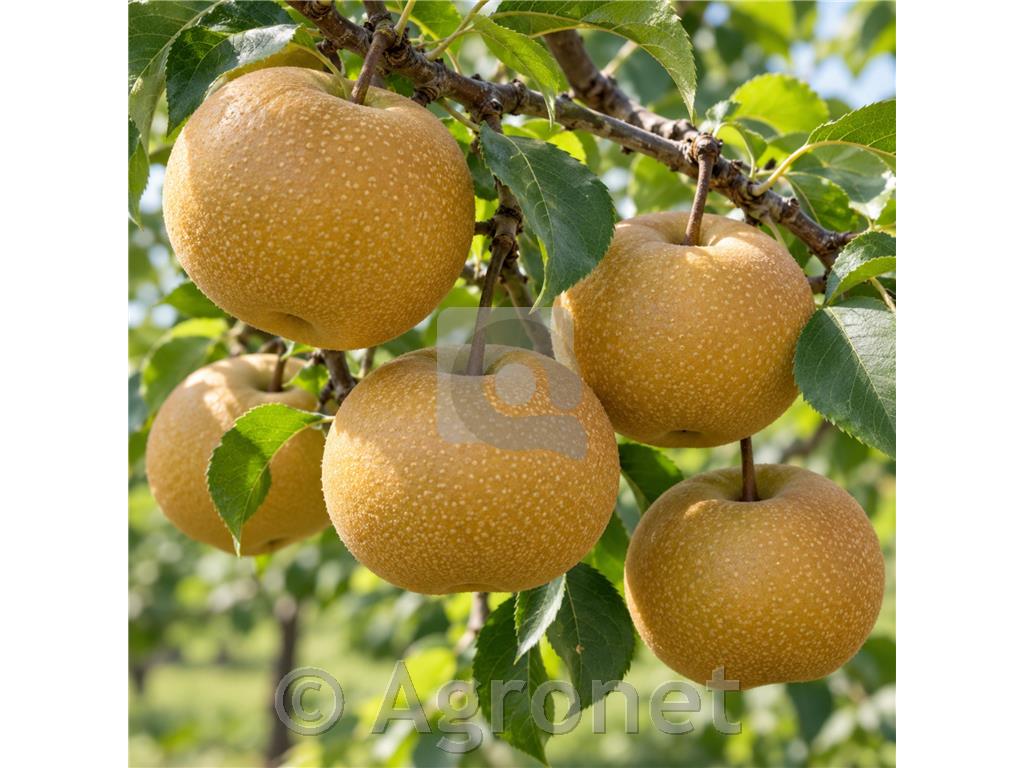 Nashi Kumoi SEJANEC