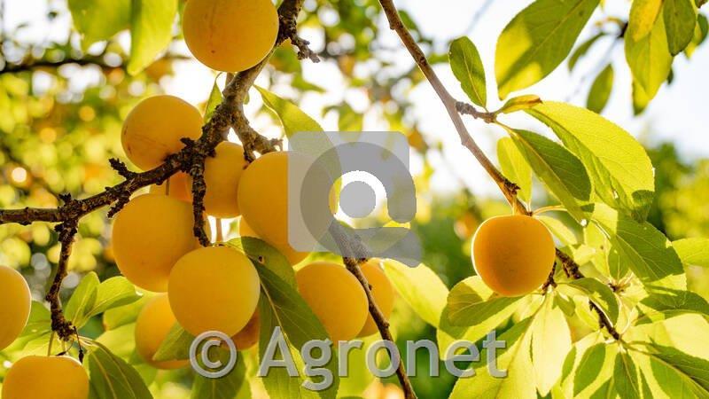 Sliva Oulinška renkloda (mirabolana)