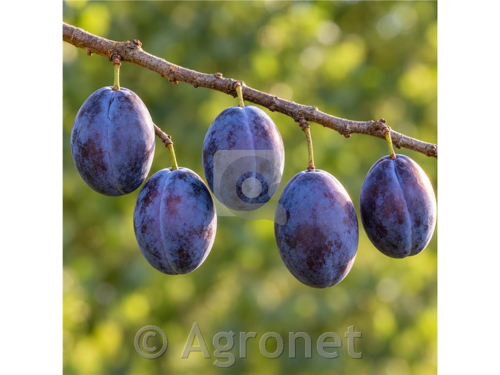 Sliva Topend plus MIRABOLANA