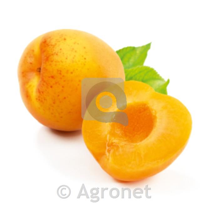 Marelica (Prunus armeniaca) Hargrand MIRABOLANA