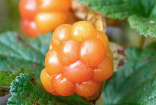 Robida rubus Xanthocarpus