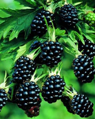 Robida Evergreen